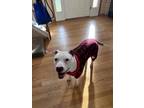 Nova, American Pit Bull Terrier For Adoption In Mount Holly, New Jersey