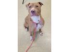 Nike, American Pit Bull Terrier For Adoption In Mount Holly, New Jersey