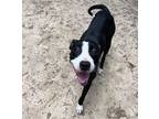 Wanda, American Pit Bull Terrier For Adoption In Spartanburg, South Carolina