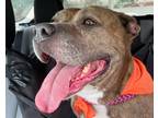 Athena Aka Riley, American Pit Bull Terrier For Adoption In Virginia Beach