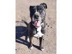 Fernando, American Pit Bull Terrier For Adoption In Yreka, California