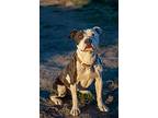 Ramona, American Staffordshire Terrier For Adoption In Yreka, California