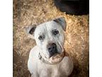 Rodeo, American Staffordshire Terrier For Adoption In Yreka, California