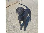 Stanley, Labrador Retriever For Adoption In Yreka, California