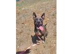 Freya, American Pit Bull Terrier For Adoption In Yreka, California
