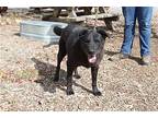 Lucky, Labrador Retriever For Adoption In Yreka, California