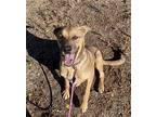 Sid, Labrador Retriever For Adoption In Yreka, California