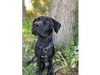 Adalynn, Labrador Retriever For Adoption In Niagara Falls, Ontario