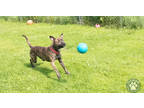 Mason, American Pit Bull Terrier For Adoption In Potsdam, New York