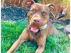 Duke - Foster Needed!, Labrador Retriever For Adoption In Pleasant Hill
