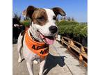 Sadie, American Staffordshire Terrier For Adoption In Venus, Texas