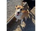Malfoy, Terrier (unknown Type, Medium) For Adoption In Yreka, California
