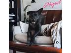 Abbie Gail, American Pit Bull Terrier For Adoption In Orange Grove, Texas