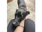Quantum, Patterdale Terrier (fell Terrier) For Adoption In Houston, Texas