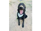 Bruno, Labrador Retriever For Adoption In Houston, Texas