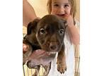 Loki Erin Ginny Cupcake, Norfolk Terrier For Adoption In Tonopah, Arizona