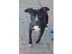 Onyx, American Staffordshire Terrier For Adoption In Las Vegas, Nevada