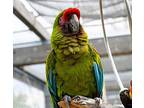 Tillie, Macaw For Adoption In Elizabeth, Colorado