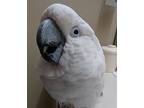 Agatha Aka Agada, Cockatoo For Adoption In Elizabeth, Colorado