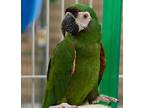 Tyler, Macaw For Adoption In Elizabeth, Colorado