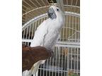 Ed Aka Fred, Cockatoo For Adoption In Elizabeth, Colorado