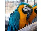 Blue, Macaw For Adoption In Elizabeth, Colorado