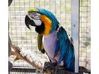 Izzy, Macaw For Adoption In Elizabeth, Colorado