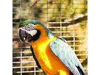 Goldey, Macaw For Adoption In Elizabeth, Colorado