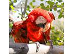 Toltec, Macaw For Adoption In Elizabeth, Colorado
