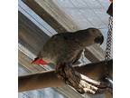 Rockie, African Grey For Adoption In Elizabeth, Colorado