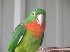 Gaspar, Conure For Adoption In Elizabeth, Colorado