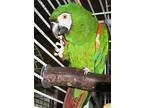 Jezebel, Macaw For Adoption In Elizabeth, Colorado