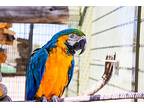 Bodhi, Macaw For Adoption In Elizabeth, Colorado