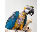 Tai, Macaw For Adoption In Elizabeth, Colorado