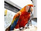 Monet, Macaw For Adoption In Elizabeth, Colorado