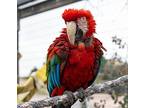 Burbank, Macaw For Adoption In Elizabeth, Colorado