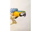 Indra, Macaw For Adoption In Elizabeth, Colorado
