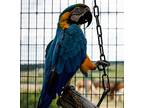 Yogi, Macaw For Adoption In Elizabeth, Colorado