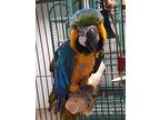 Alex, Macaw For Adoption In Elizabeth, Colorado