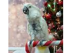 Baby, Cockatoo For Adoption In Elizabeth, Colorado