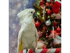 Astro, Cockatoo For Adoption In Elizabeth, Colorado