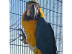 Paco, Macaw For Adoption In Elizabeth, Colorado