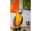 Jt, Macaw For Adoption In Elizabeth, Colorado