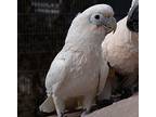 Gidget, Cockatoo For Adoption In Elizabeth, Colorado