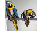 Echo, Macaw For Adoption In Elizabeth, Colorado