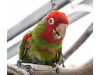 Adrian, Conure For Adoption In Elizabeth, Colorado