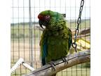 Booboo, Macaw For Adoption In Elizabeth, Colorado