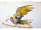 Zeco, Macaw For Adoption In Elizabeth, Colorado