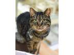 Adopt Boobalah a Domestic Short Hair