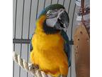 Lindy, Macaw For Adoption In Elizabeth, Colorado